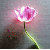 Lilima